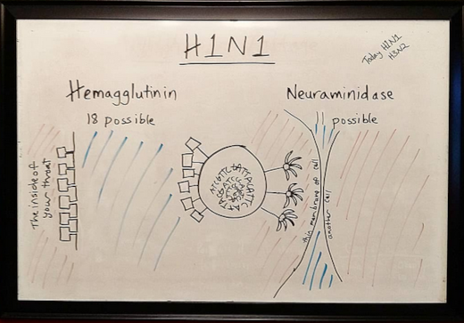 flu virus