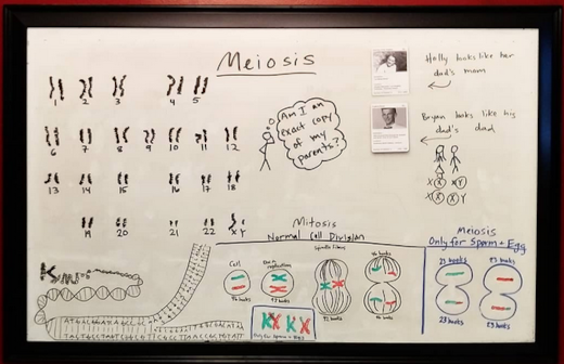 Meiosis