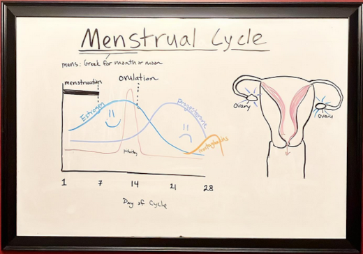 menstrual cycle