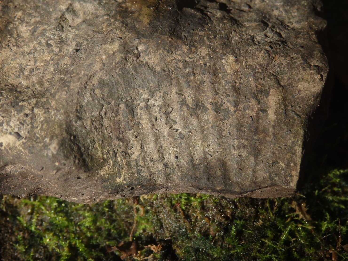 fossil