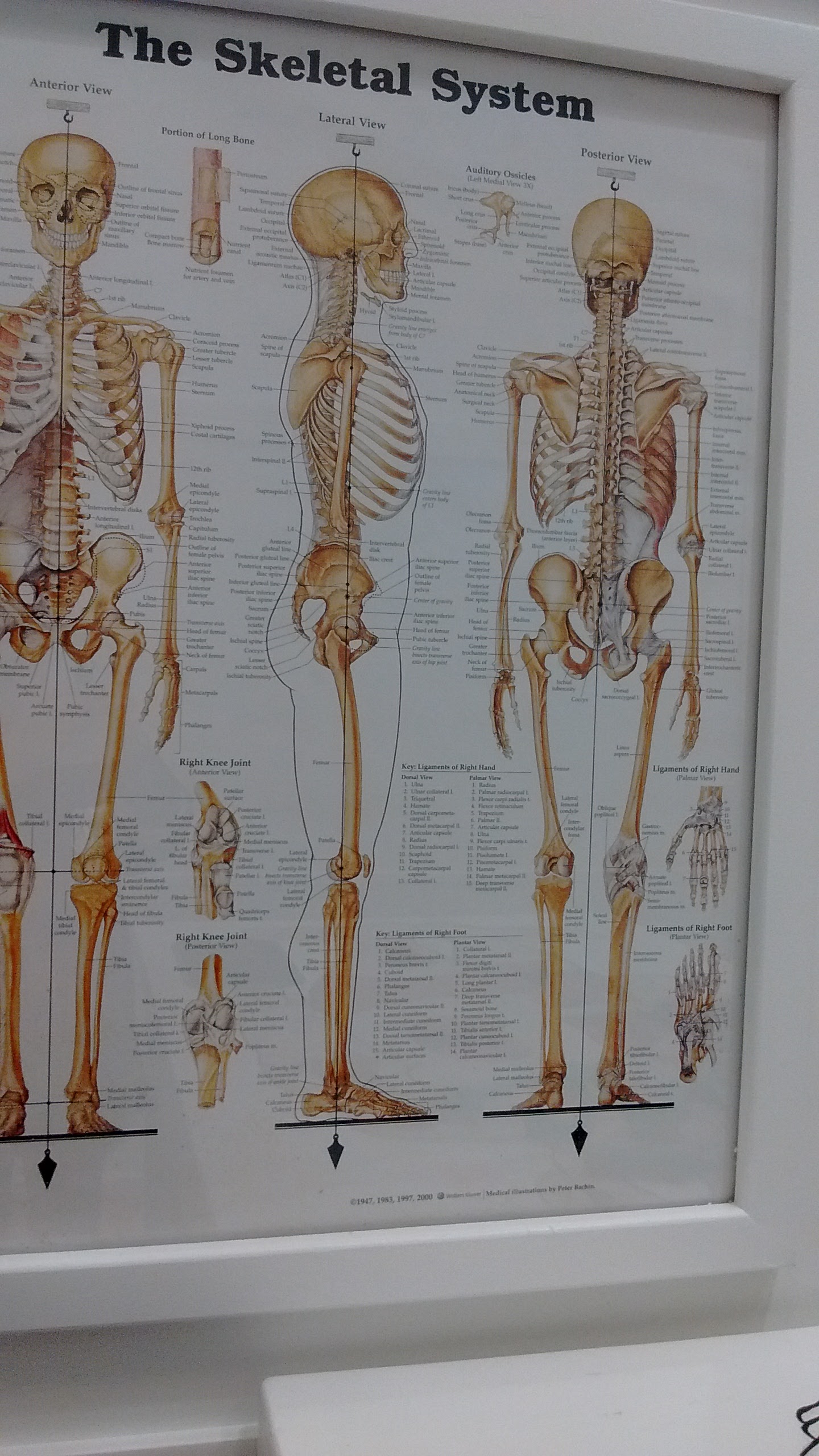 skeletal system chart