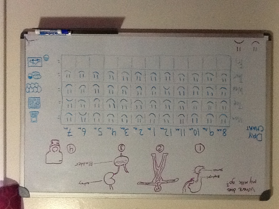 a potty training chart with an picture explanation of the urninary system