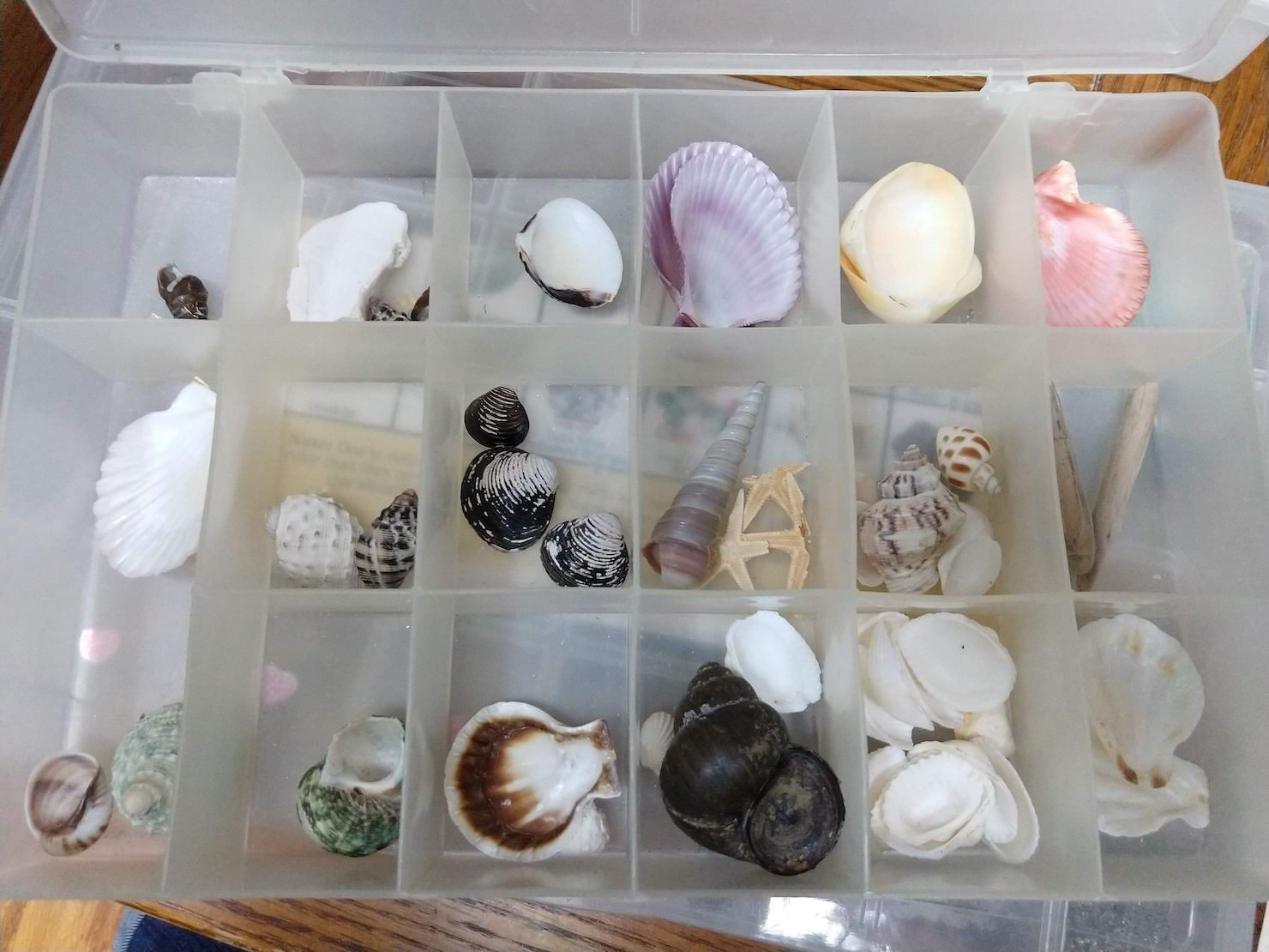 box organizer of shells