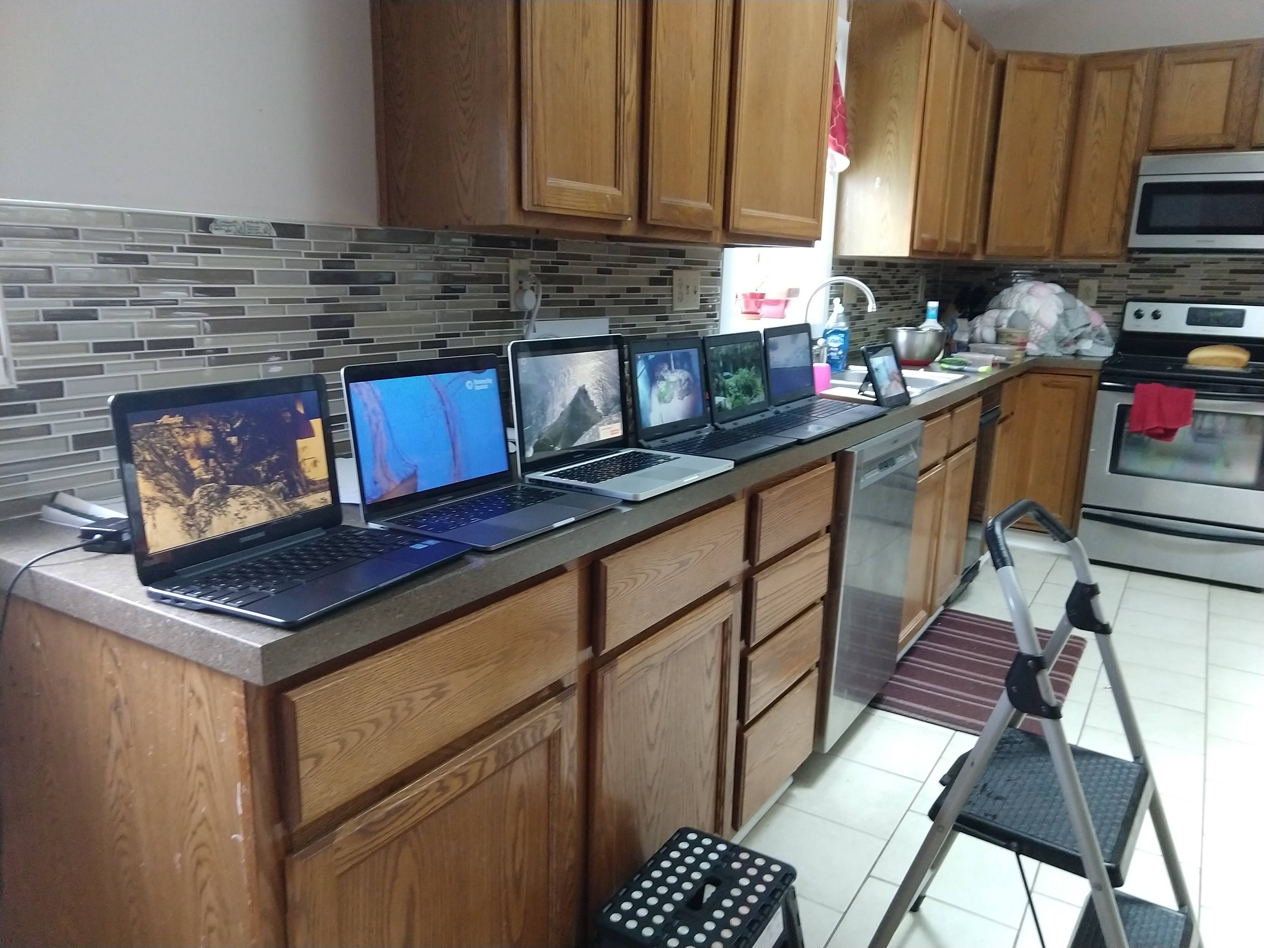 Seven devices, each watching a live animal cam.