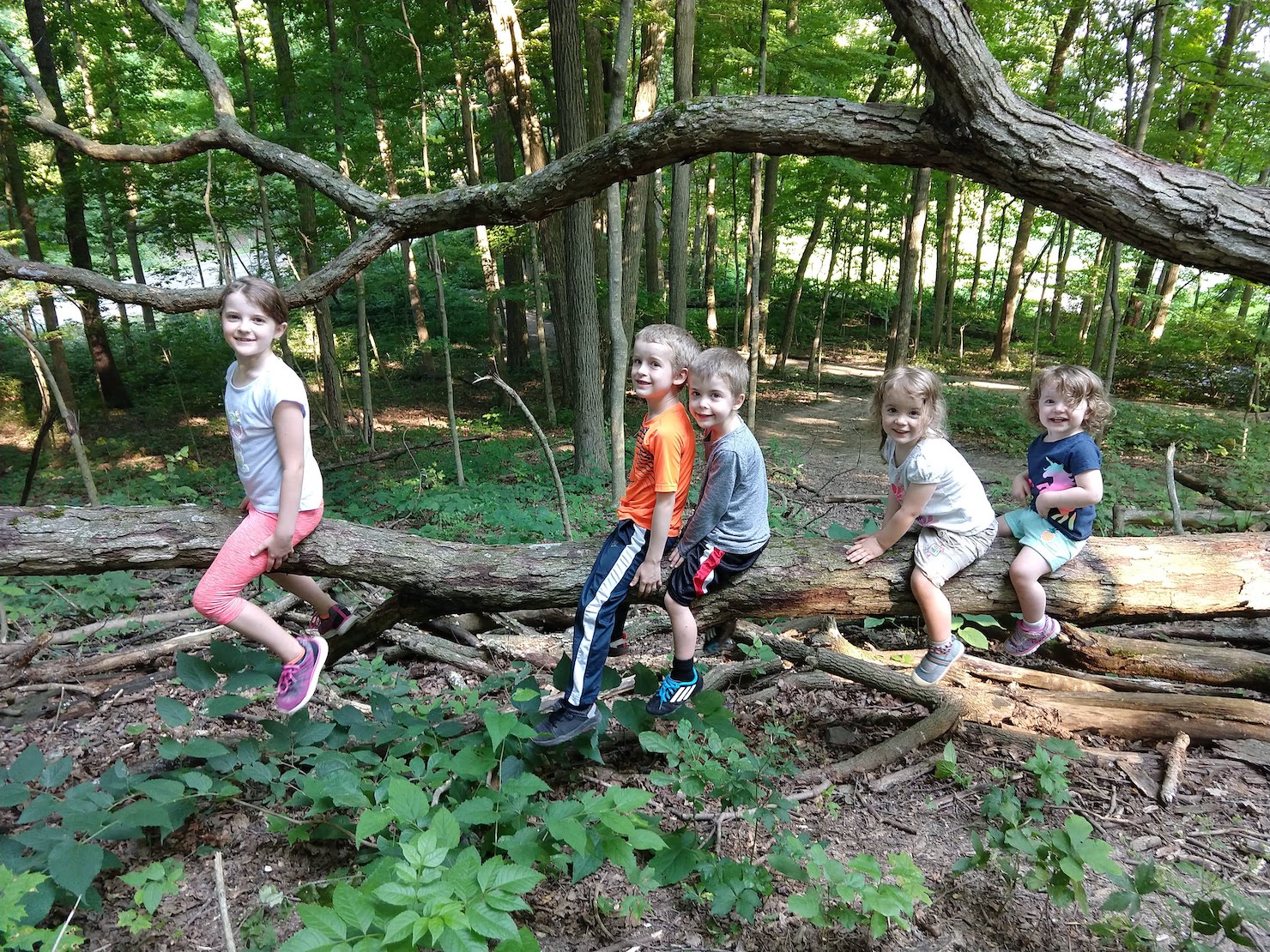 children sitting on a bouncy fallen log