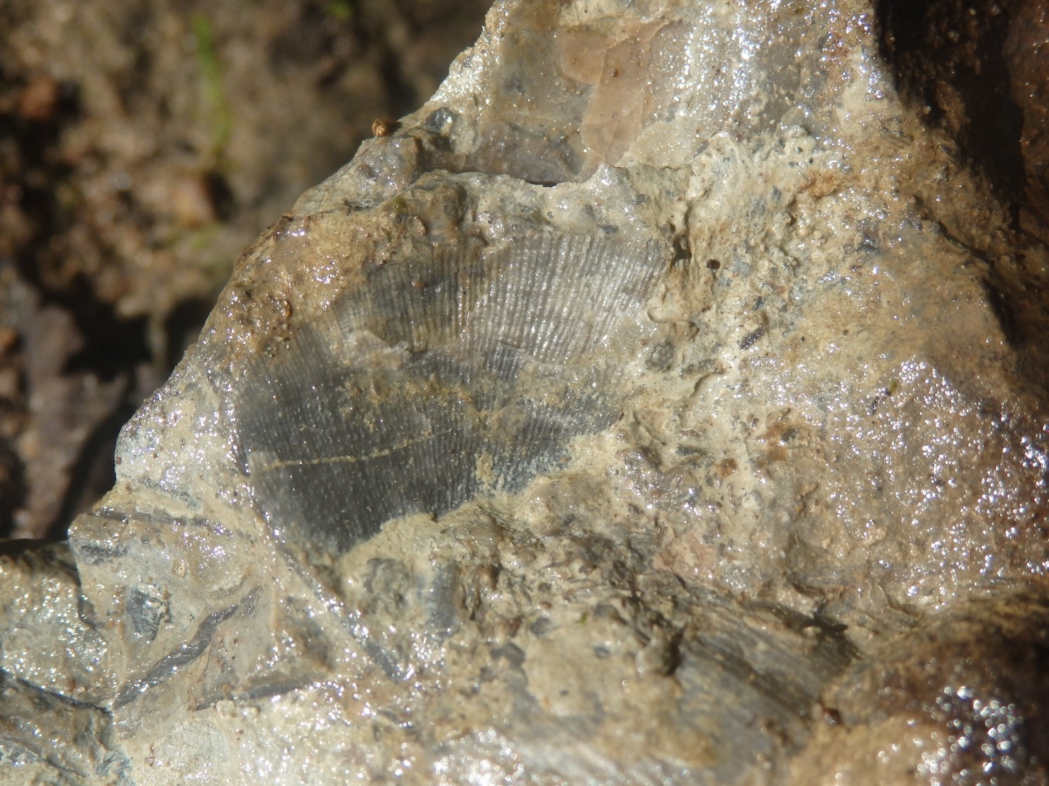 fossil