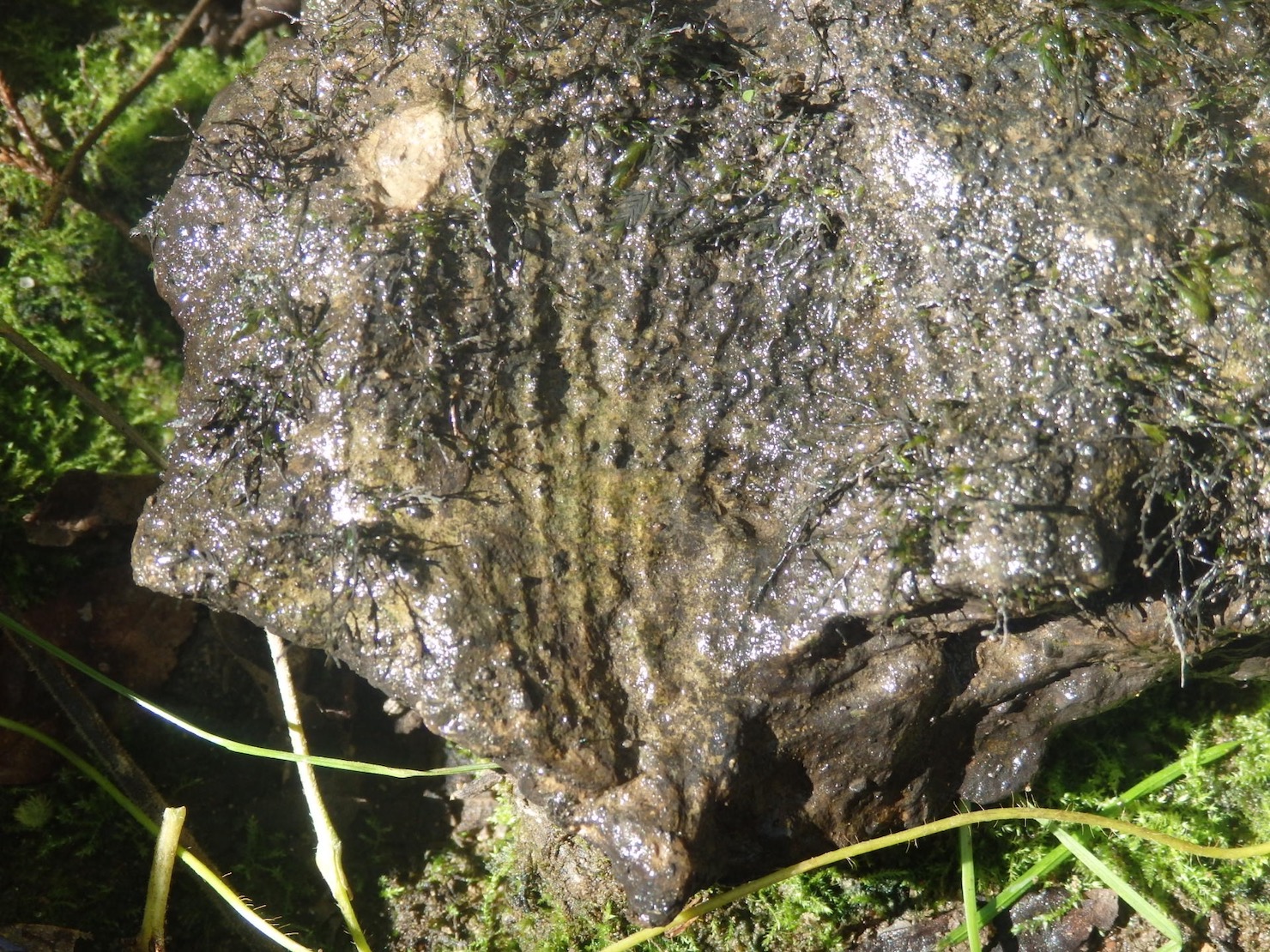 fossil