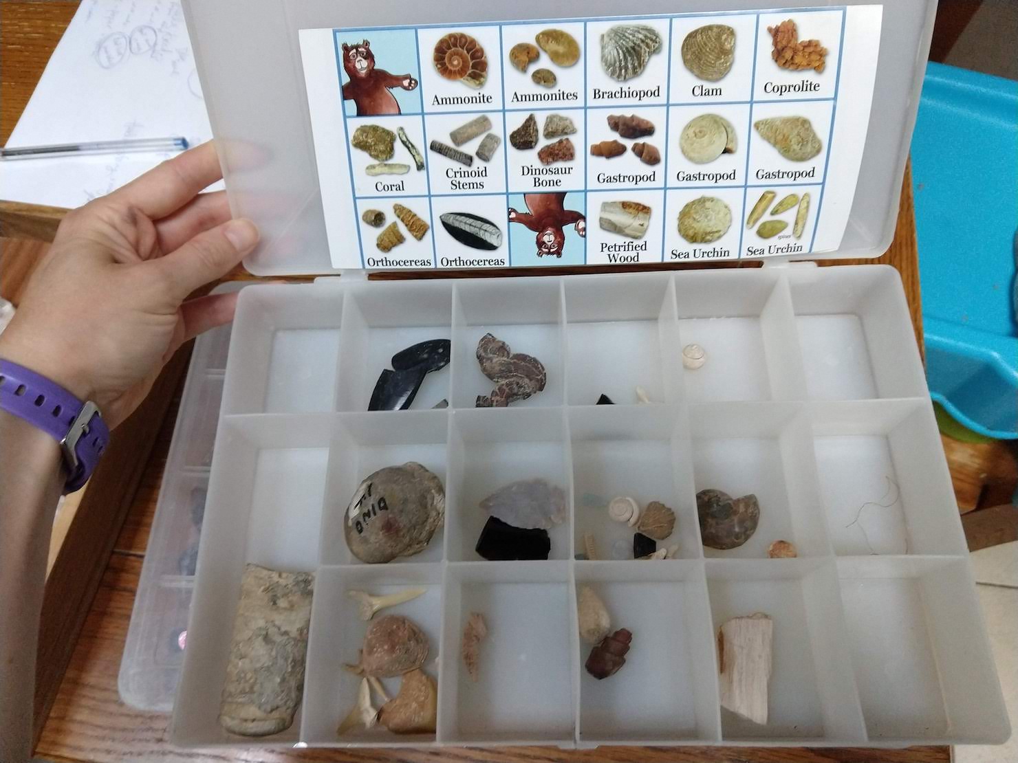 box organizer of fossils