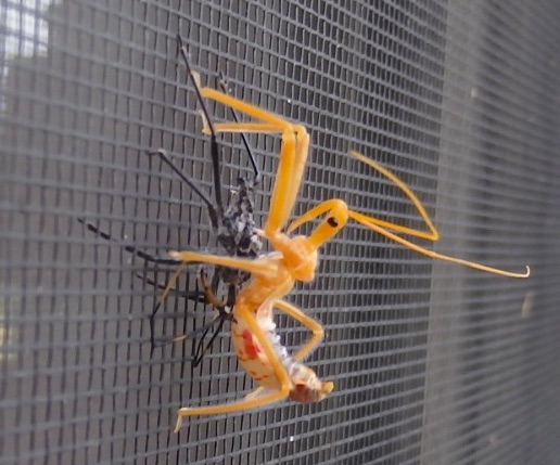 assassin bug molting